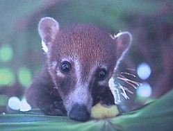 http://www.primatesmx.com/coati1.JPG